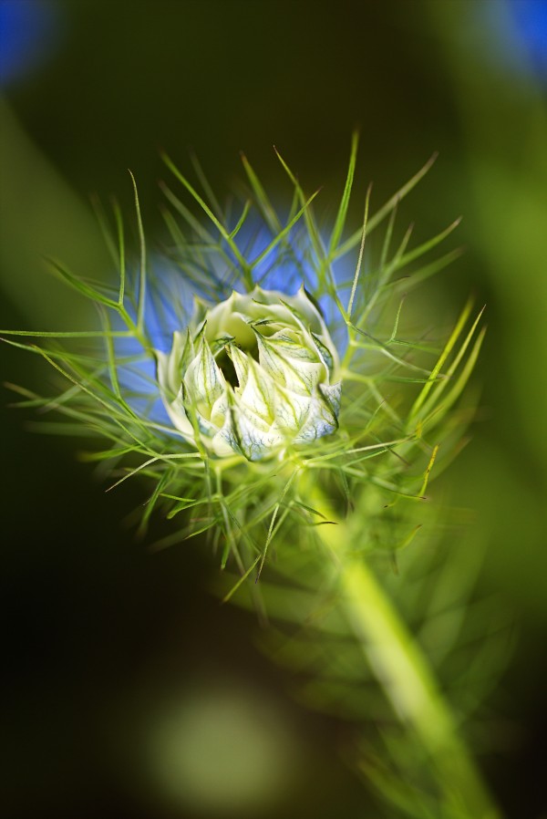 Love In The Mist Bud by Joy Watson